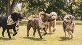 Mod Mutts